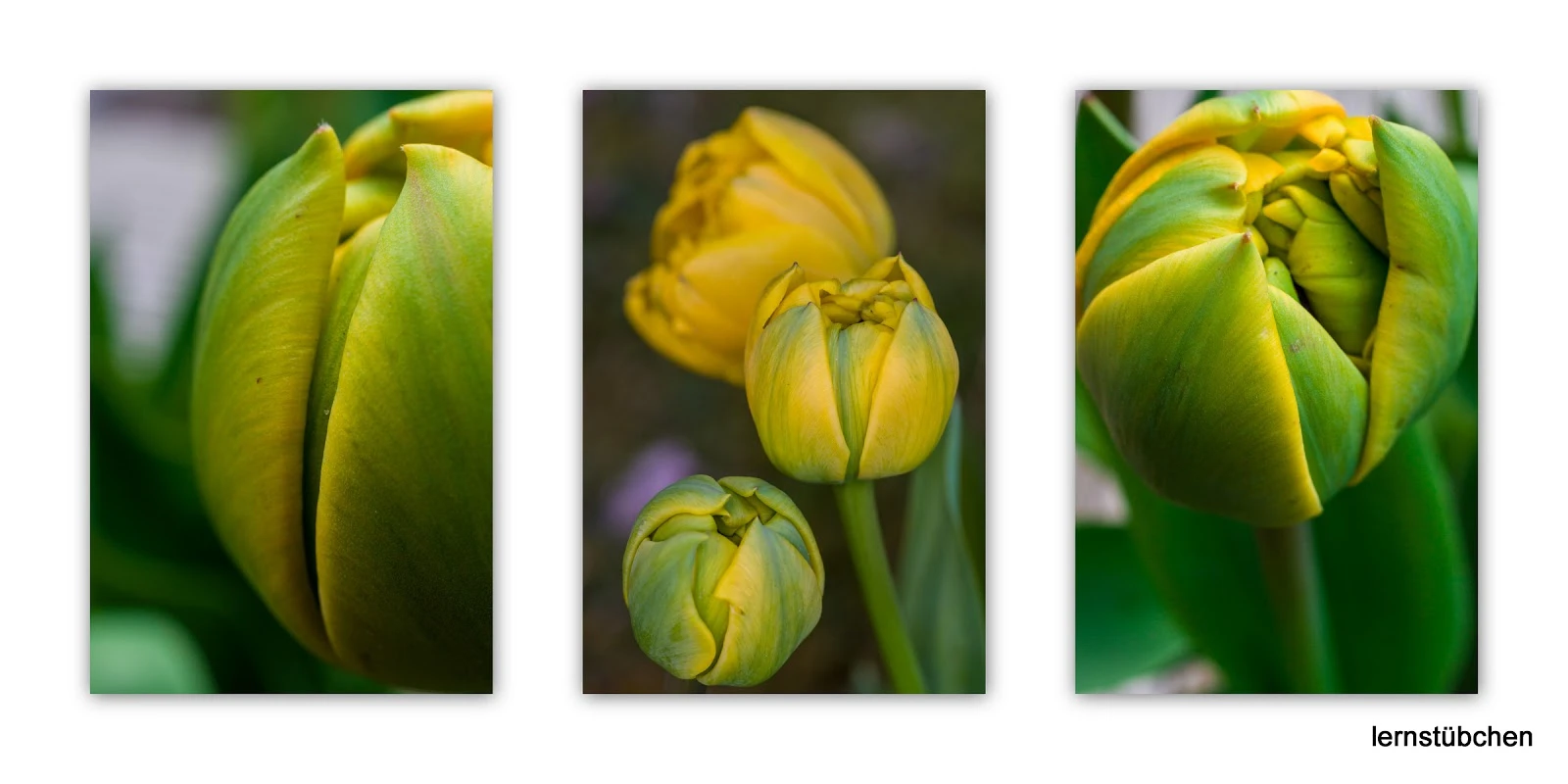 Lernstübchen Tulpen erblühen.jpeg